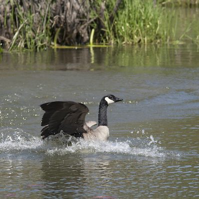 EIWRC A Goose enjoys the water